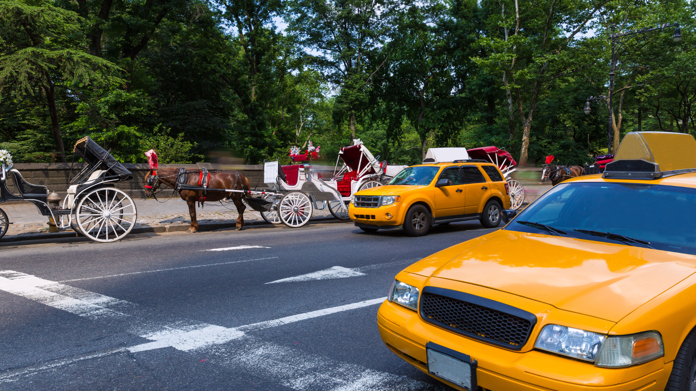 The Controversy of Horse-Drawn Carriages in NYC: A Deep Dive into Animal Welfare, Politics, and Tourism