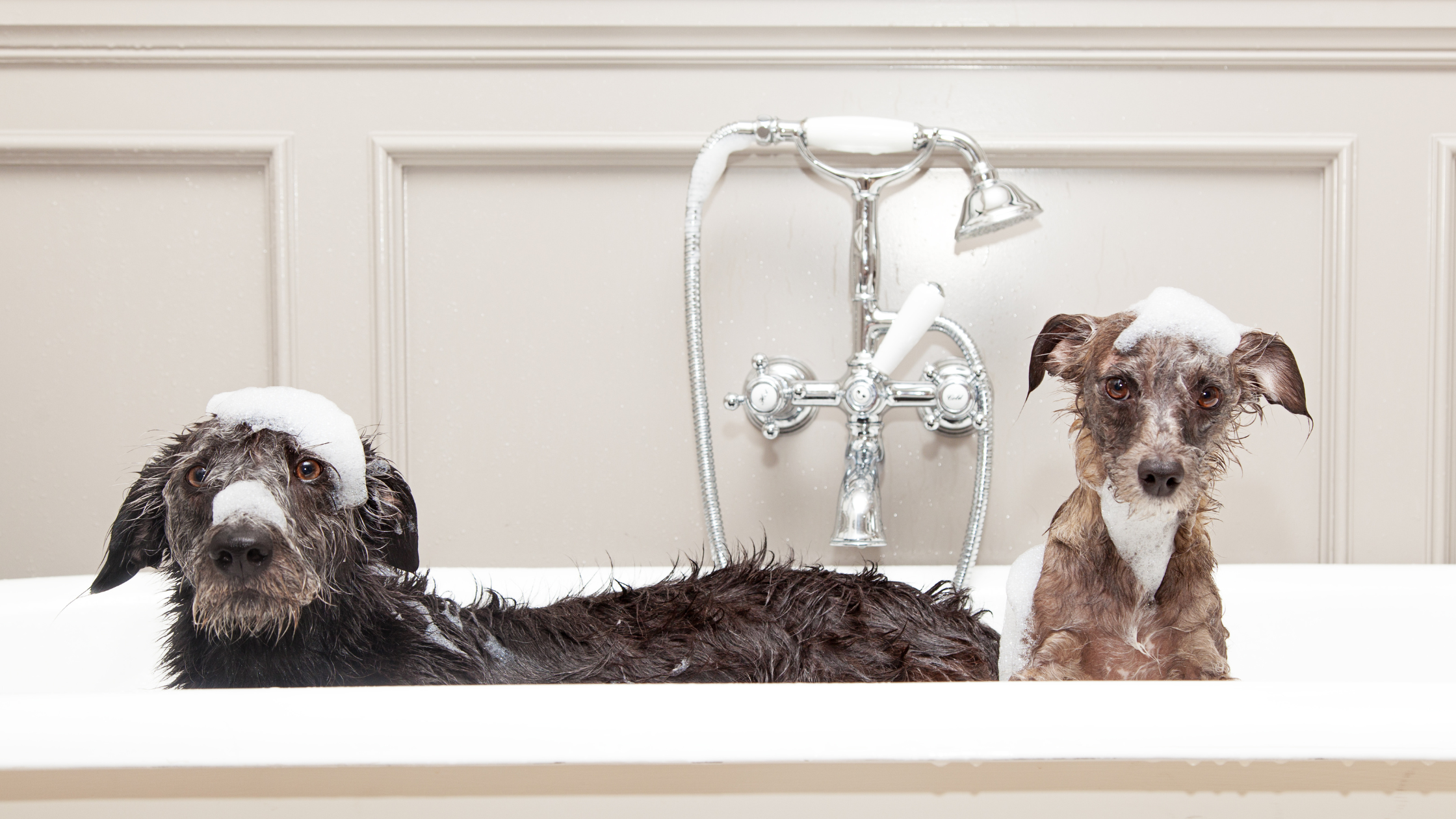 The Booming Pet Grooming Industry: From Basic Necessity to Luxury Care