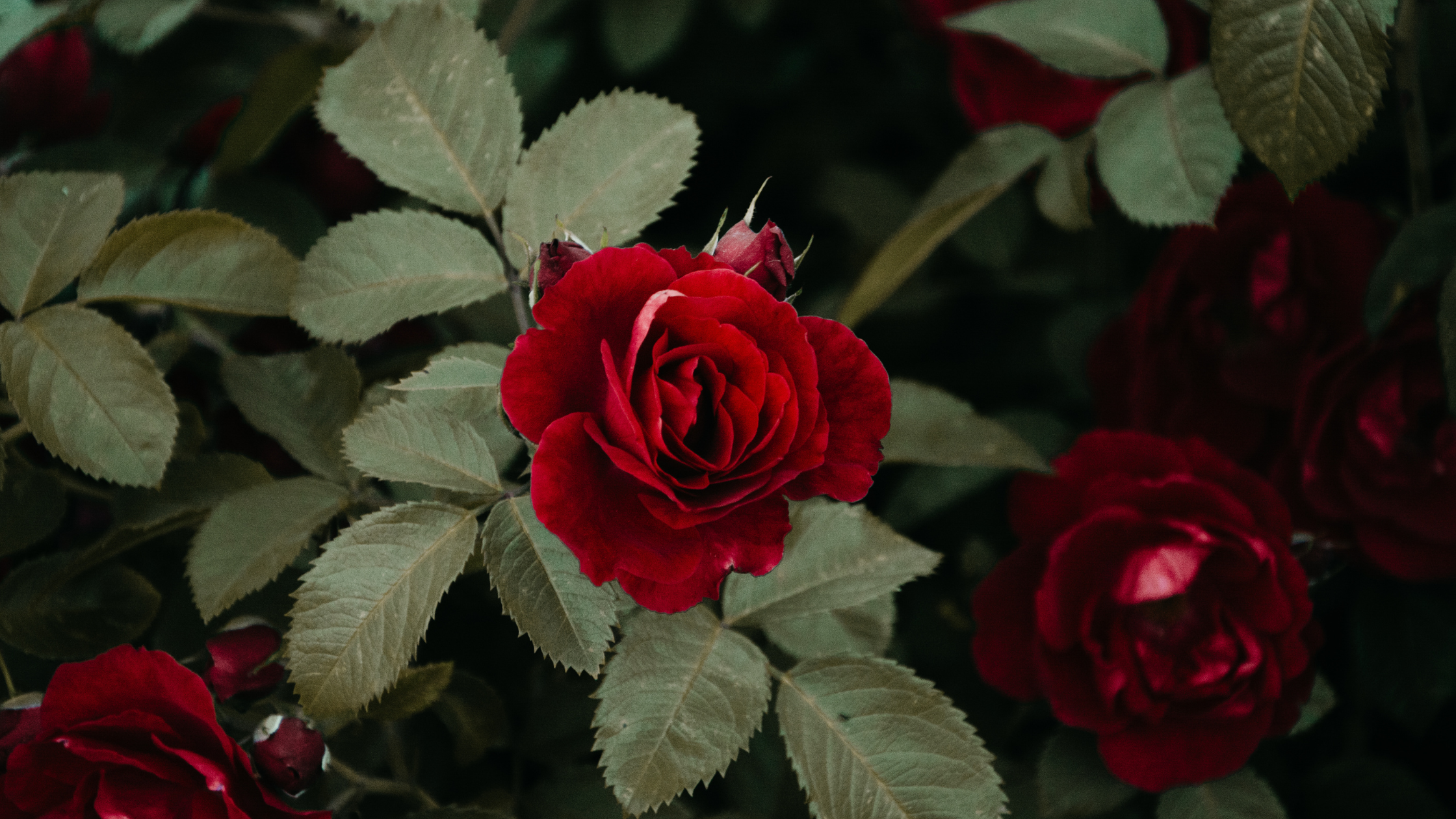 The Vibrational Power of Roses: Beauty and Energy Through the Ages